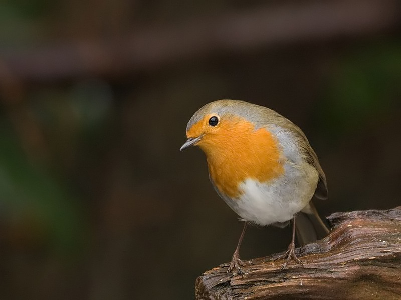 Erithacus rubecula Robin Roodborst